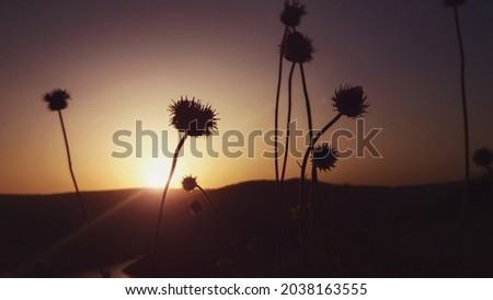 Thistle flowers silhouettes against evening sky at sunset