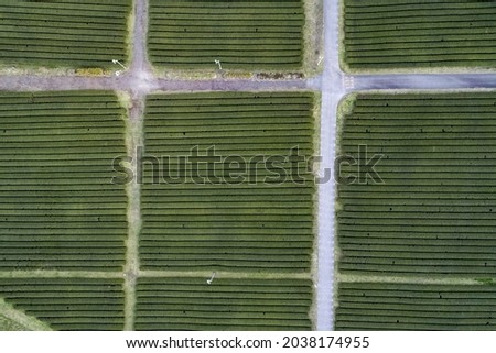 Aerial and top angle view of green tea field in spring at O'sulloc Tea Museum near Seogwipo-si, Jeju-do, South Korea 
