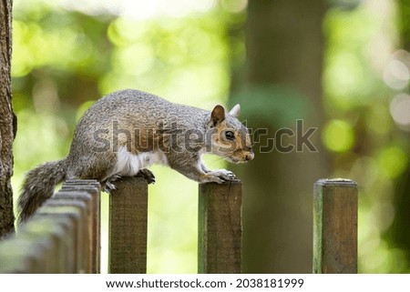 A selective focus shot of a squirrel outdoors during daylight