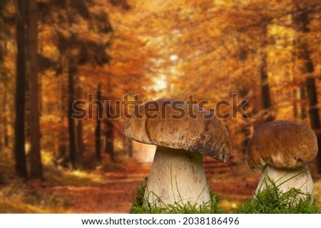 Two porcini mushroom (Boletus edulis), also known as spruce porcini mushroom, gentlemen's mushroom or noble mushroom in moss in autumn forest background. Macro.