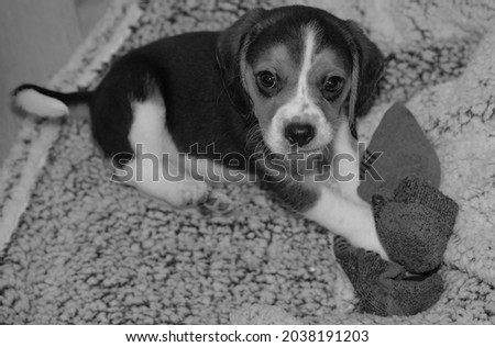 Portrait of a young 2 months old tricolor beagle puppy watching the photograph (black and white picture).