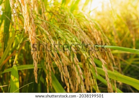 Ear of rice. Close-up to thai rice seeds in ear of paddy. Beautiful golden rice field and ear of rice. Royalty-Free Stock Photo #2038199501