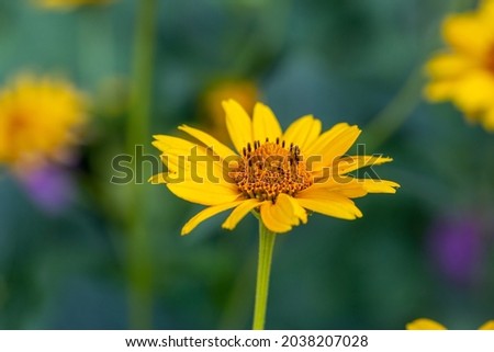 Blossom false sunflower on a green background on a summer sunny day macro photography. Garden rough oxeye flower with yellow petals in summertime, close-up photo. Orange heliopsis floral background.