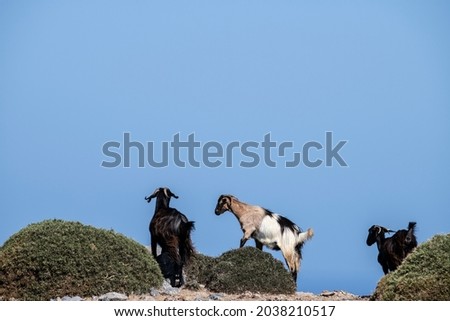wild goats on the mountains walk in search of food 