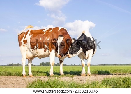 Cows love, playfully cuddling on a path in a pasture under a blue sky