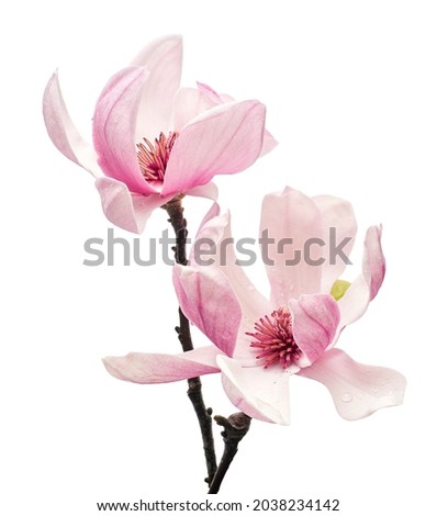 Magnolia liliiflora flower on branch with leaves, Lily magnolia flower isolated on white background, with clipping path                       
