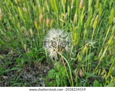 ripe dandelion in the field. White dandelion pappus in green grass, Dandelion Achenes.