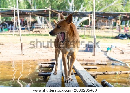 Thai dog standing on  wooden bridge floor over the reservoir.