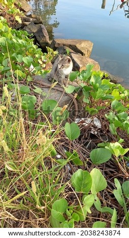 Cat in the middle of beautiful green plant near the sea in Kalianda, Lampung, Indonesia. it was taken at 2021