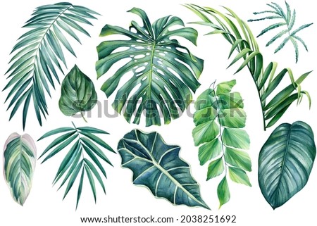 Exotic plants, palm leaves, monstera on an isolated white background, watercolor illustration