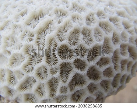 Texture of a white dead marine coral in Australia. Geometrical natural pattern with elements for water filtration