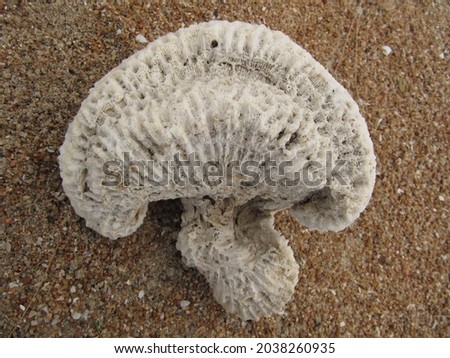Dead white coral in the sand of the beach that looks like a human brain   