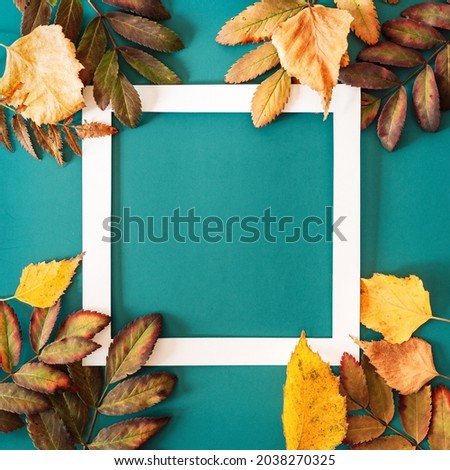 White frame with dry leaves on cyan background.