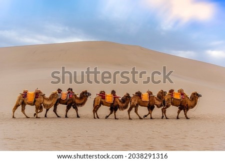 Camels Walking in the Desert Royalty-Free Stock Photo #2038291316