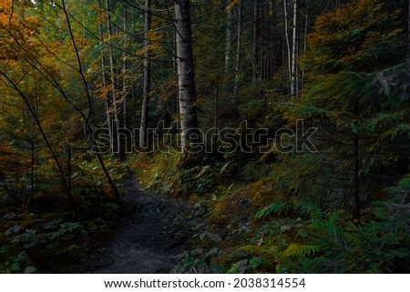 dark autumn forest landscape photography of October season morning time moody wood land environment space