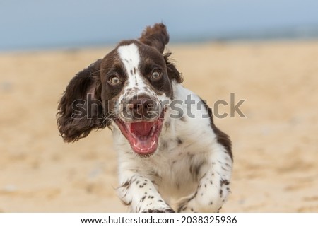 Happy puppy running on the beach. Crazy dog having fun. Funny animal meme image of a bouncy spaniel puppy face with a happy expression. Close-up of an excited white and brown liver spot sprocker dog. Royalty-Free Stock Photo #2038325936