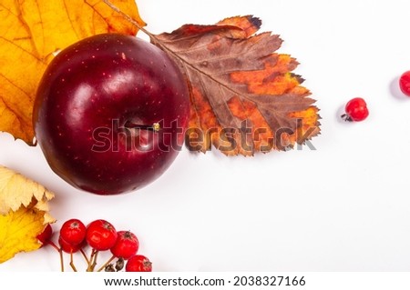 Autumn art composition - varied dried leaves, pumpkins, fruits, rowan berries on white background. Autumn, fall, halloween, thanksgiving day concept. Autumn still life