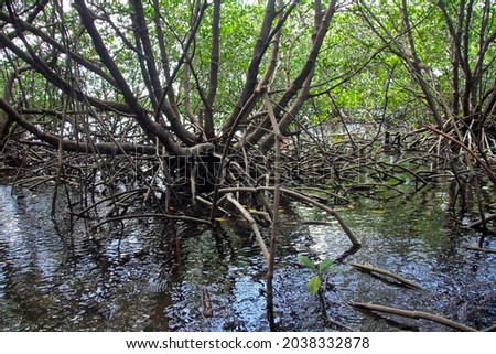 The criss-crossing of mangrove tree roots, in the waters of Pari island, Jakarta, Indonesia, is a sight in itself for travelers.