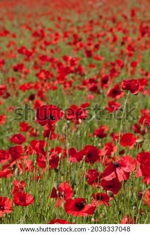 A vertical shot of beautiful red poppy flowers in the