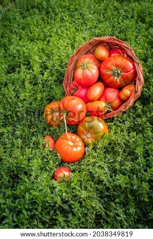 Fresh healthy tomatoes being stocked in basket.