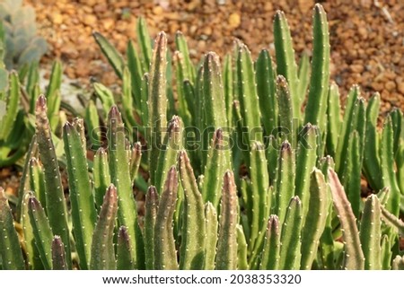 Green Cactus Plant or Call Cereus sp. Fairy castle cactus . Nature Green Tropical Plant backdrop and beautiful detail 