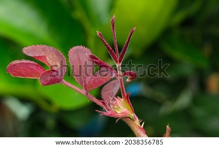 beauty soft red leaves rose abstract shape in botany garden. symbol of love in valentine day. soft fragrant aroma flora.