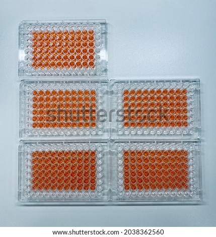 Five 96-well plates with human cancer cells subjected a gradient of novel drug molecule in order to asses it’s cytotoxicity by MTT assay Royalty-Free Stock Photo #2038362560