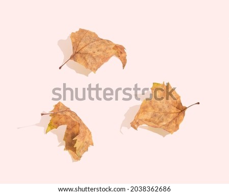 Minimalist autumn scene made of three wither, fallen off leaves of the plane tree isolated on the pastel pink background. Sun and shadows. Minimal nature flat lay. Seasonal fall note card concept.