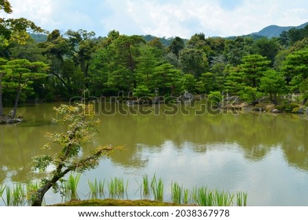 A shot of a zen Buddhist garden pond in a dense forest under the bright skyline