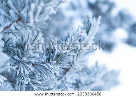 Frosty Spruce Branches.Outdoor frost scene. Snow winter background. Nature forest light landscape. Beautiful tree and sunrise sky. Sunny, snowy, scenic, snowfall. Royalty-Free Stock Photo #2038386458