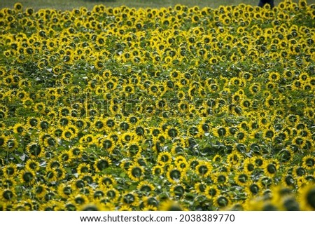 The yellow Sunflowers in a field