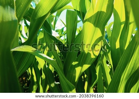 green leaves of corn. picture taken in the field