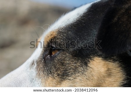 Close up shot of the face of a fox terrier and pointer cross mix breed dog, with hazel eyes, in the Maltese countryside 