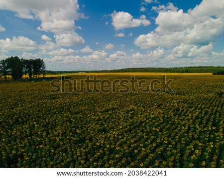 Drone view of rural summer landscape. Aerial view of a field of yellow sunflowers and corn on a sunny day.