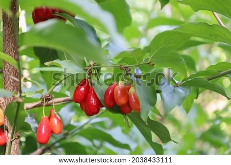 A branch with bright Cornus Mas fruit. Species of flowering plant in the dogwood family Cornaceae. Red ripe berries of Cornelian cherry. European cornel or Cornelian cherry dogwood. Soft focus Royalty-Free Stock Photo #2038433111