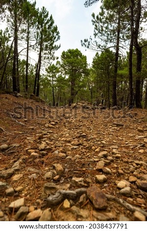 stone path in the forest with very tall trees