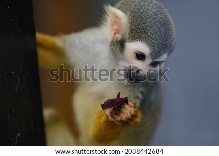 Miniature monkey saimiri holds a red fruit in her paw .Saimiri sciureus Royalty-Free Stock Photo #2038442684