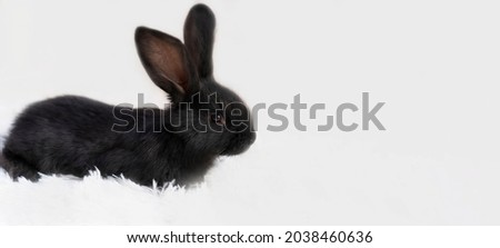 Black and white close-up photo of a black rabbit. Place to copy
