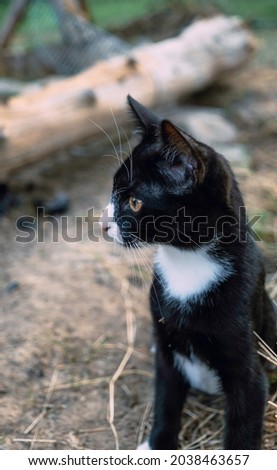 portrait of a cat with a black and white coat, walking outdoors on a summer day