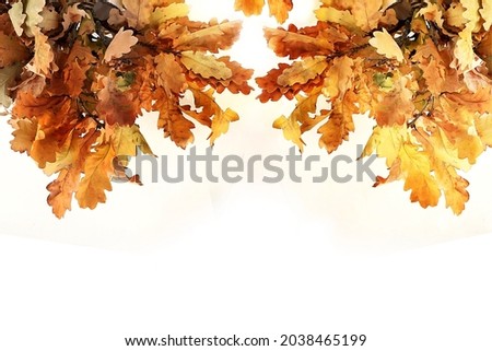 Autumn abstract composition with oak leaves on white background, template, thanksgiving day concept, seasonal background, banner or splash, greeting card or invitation with place for text