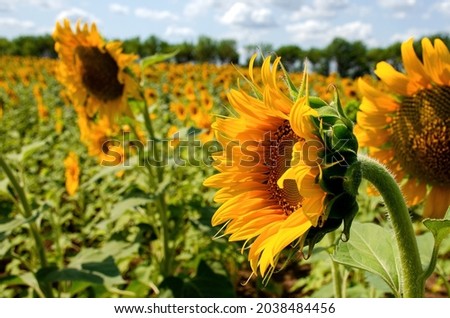 A close-up of a sunflower against the background of the field and the blue sky. Summer mood. Blurred background