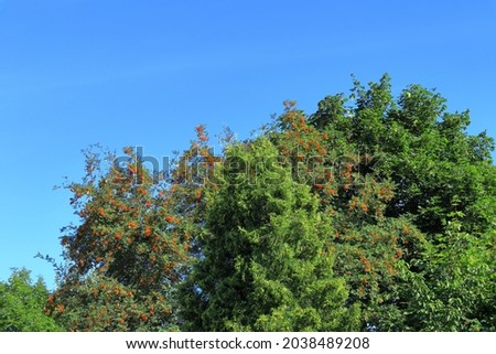 Green bush during the summer with orange rowan berries. Blue sky, no clouds. Copy space for extra text. Stockholm, Sweden.