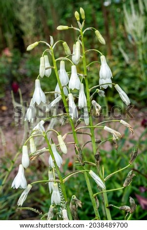 Ornithogalum Candicans a summer flowering bulbous plant with a white summertime flower commonly known as summer hyacinth or spire lily, stock photo image