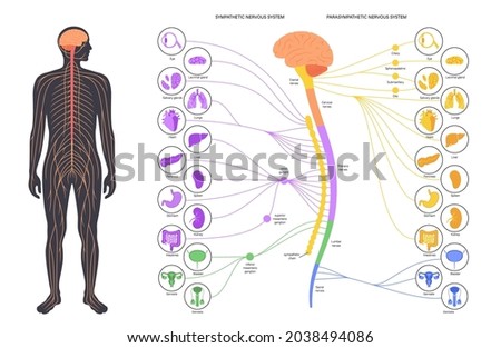 Sympathetic and parasympathetic nervous systems. Diagram of brain and nerves connections. Autonomic nervous system infographic poster. Spinal cord and internal organs in human body vector illustration Royalty-Free Stock Photo #2038494086
