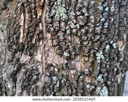 Old wood tree bark texture background. Close up.