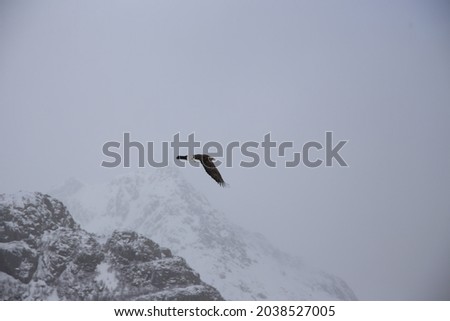 Sea eagle in front of big mountains