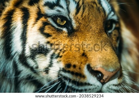 Beautiful Tiger close-up portrait. Wildcat predator muzzle