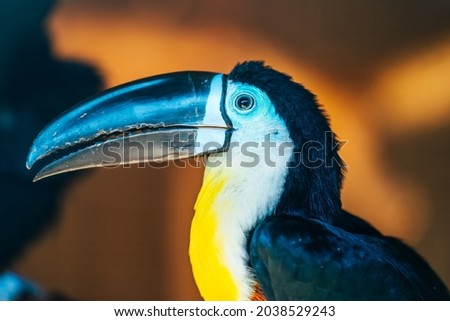Toucan bird with big black nose or beak, close up