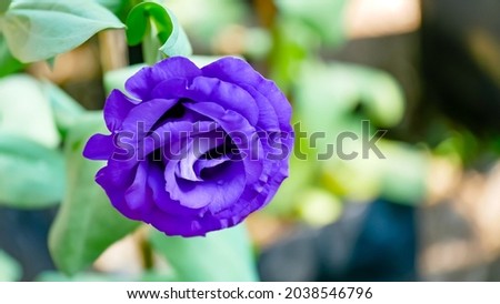 macro closeup of dark purple blue pink flower of Eustoma russellianum lisianthus or showy prairie gentian Texas bluebells blooming branch with gentle blossom petals rose like

 Royalty-Free Stock Photo #2038546796