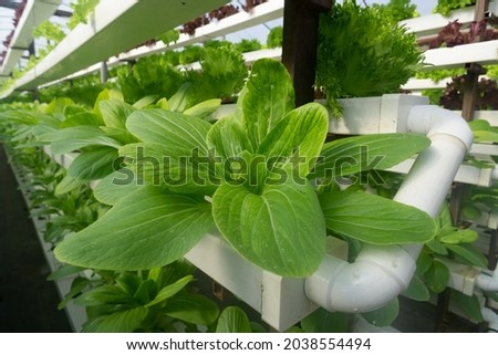Fresh organic vegetable grown using aquaponic or hydroponic farming. Royalty-Free Stock Photo #2038554494